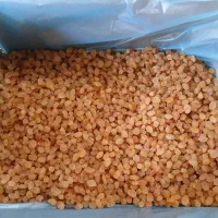 کشمش طلای افتابی خرمایی همه مدل موجود است|خوردنی و آشامیدنی|ماهدشت, |دیوار