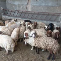 بره سبک