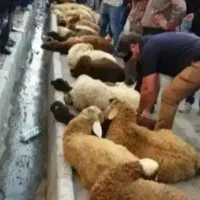 بره شیشک جوان گوسفند روستایی و محلی دامداری سید