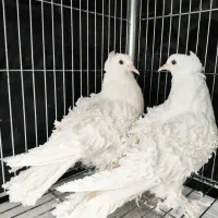 جفت جکسون درشت فر