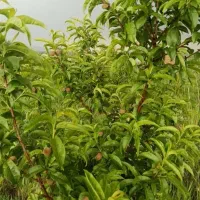 فروش باغ 2 هکتاری کبودراهنگ|فروش زمین و ملک کلنگی|کبودرآهنگ, |دیوار