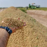 پیش فروش چلتوک شمیم دهه دار