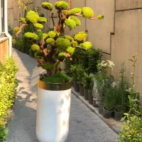 درخت جاودان بنسای دیوار خزه ای صخره