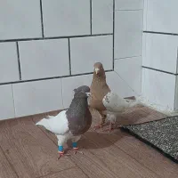 کله ای و طوقی|پرنده|دزفول, |دیوار