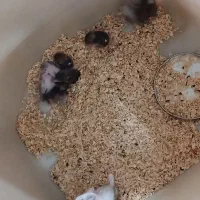 یک خانواده همستر با کلی بچه