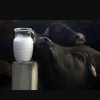 سرشیر گاومیش