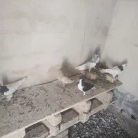 کفتر|پرنده|خفر, |دیوار