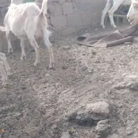تکه وبز سانن اصیل