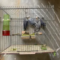 فروش طوطی برزیلی