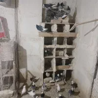 کفتر پرشی|پرنده|محلات, |دیوار