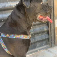 کن کورسو|سگ|مشهد, بلال|دیوار