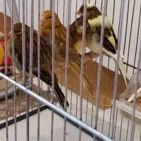 قناری رسمی معمولی