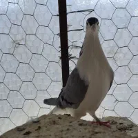 دمگیر سیالوی|حیوانات|اصفهان, جنیران (لادان)|دیوار