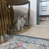 واگذاری گربه رایگان