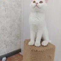 بچه گربه های بریتیش