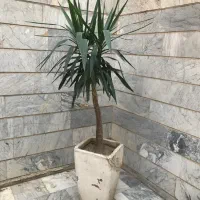 درختچه طبیعی گل غول پیکر اپارتمانی یوکا