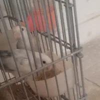 عروس هلندی و طوطی برزیلی