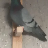 ۲عدد کبوتر نر