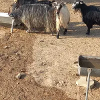 ۵ عدد بز ۱ تیشتر نر|حیوانات مزرعه|لالی, |دیوار