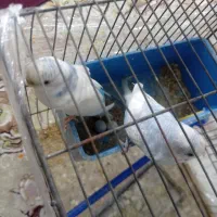 مرغ عشق نرو ماده ۳ عدد تخم مرغ|پرنده|اردبیل, |دیوار