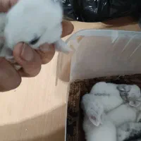 بچهخرگوش|موش و خرگوش|رشت, شهرک صبا|دیوار