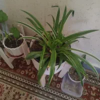 گل طبیعی|گل و گیاه طبیعی|اسلام‌شهر, شهرک قائمیه|دیوار