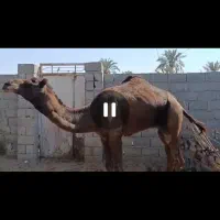 شتر ۷سال|حیوانات مزرعه|تخت, |دیوار