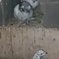 کبوتر پرشی اس|پرنده|مهدی شهر, |دیوار