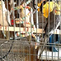 طوطی عروس هلندی|پرنده|تاکستان, |دیوار