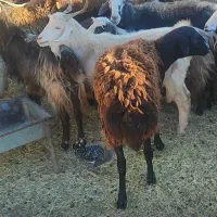 تعدادی گوسفنددزدیده شده|حیوانات|زاغه, |دیوار