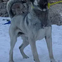 واگذاری سگ سرابی