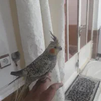 عروس هلندی نر|پرنده|اندیمشک, |دیوار