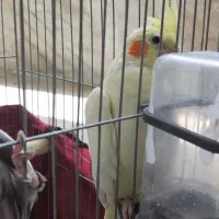 عروس هلندی نر و ماده مولد شیطون|پرنده|اسلام آباد, |دیوار