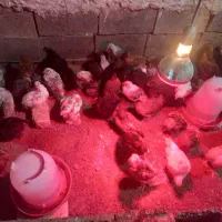 فروش جوجه مرغ تخم گزار گلپایگانی ۲ماهه|حیوانات مزرعه|فلارد, |دیوار