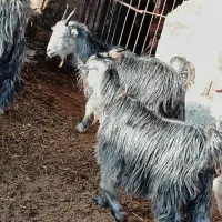 بزغاله سبز مال گله داری|حیوانات مزرعه|نجفآباد, مزرعه طالب|دیوار