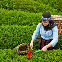 چای اصیل شمال با عطر طبیعت|خوردنی و آشامیدنی|اهواز, فرهنگ شهر|دیوار