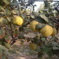 باغ-خوش-آب-وهوا-و-پر-از-میوه