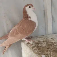 کبوتر|پرنده|بیرجند, |دیوار