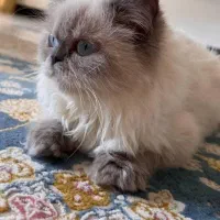 گربه دو ماهه|گربه|ساوه, |دیوار
