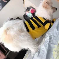 تریر یک ساله