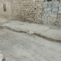 خروس و مرغ با چهارعدد بورنی5ماه