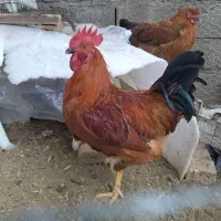 مرغ و خروس محلی