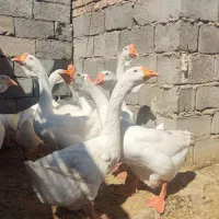 قوغاز خالمانگوری دوناف وشاخ دار|حیوانات مزرعه|هامون, |دیوار