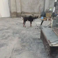 بزه دو قلو جزیزی کهرهاش هردوتاش نر هستش|حیوانات مزرعه|کاکی, |دیوار