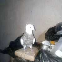 تعدادی طوقی وکاشانی تهرانی برای معاوضه|پرنده|اصفهان, شهرستان|دیوار