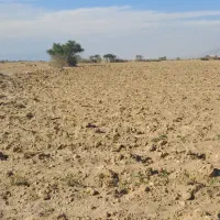 فروش زمین باغی 7000متر|فروش دفتر صنعتی، کشاورزی، تجاری|بندر دیر, |دیوار