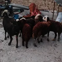 باسلام میش بره