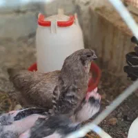 تخم نطفه دار و تازه ایام سمانی و ارکانا و لاکندزی|حیوانات مزرعه|شیراز, کاراندیش|دیوار