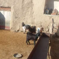 سه تا بزغاله و. یکی بز جوان