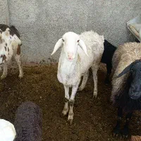 یک راس شیشک میش چینی